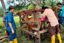 Program Inseminasi Buatan Distanak Perlu Dukungan Pemkab