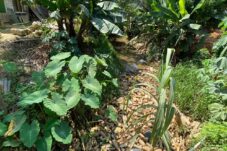 Sering Tergenang, Warga Teluk Bayur Berharap Pemkab Berau Tanggap