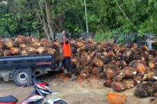 Disbun Berau Dorong Percepatan Sertifikasi ISPO, Lita; Minimal Punya STDB