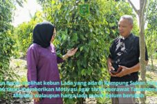 Disbun Berau, Minat Petani Lada Menurun Beralih Tanam Sawit
