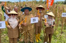 Kuasai Produksi Jagung, Samarinda dan Balikpapan Bergantung Pada Berau