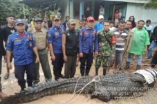 Masuk Permukiman, Buaya 4,7 Meter Direlokasi ke Pusat Penangkaran Tarakan