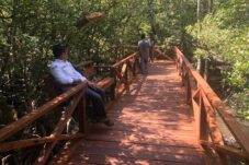 Tracking Banyak Lapuk, Ekowisata Mangrove Tanjung Batu Ditutup