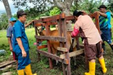 DTPHP Bantu 20 Unit Kandang Jepit dan 1 Kandang Ternak ke Peternak