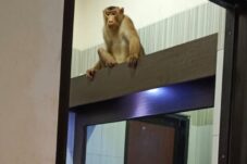 Geger, Monyet Ekor Pendek Masuk Komplek Kantor Bupati