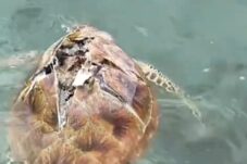 2 Penyu Mati Ditemukan di Perairan Derawan, BKSDA Kaltim: Kemungkinan Akibat Bom Ikan