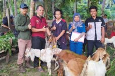 Tingkatkan Produktivitas, DTPHP Berau Salurkan 77 Kambing Etawa ke Kelompok Tani