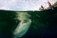 Pesona Wisata Talisayan, Bisa Berenang Bersama Hiu Tutul 