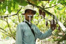 Harga Terus Naik, Lahan Kakao Berau Bakal Diperluas