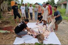 Hari Raya Iduladha 2025, KLH Larang Penggunaan Plastik Sekali Pakai untuk Hewan Kurban