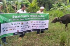 Berau Coal-Mitra Kerja Salurkan 232 Hewan Kurban ke Kampung di Lingkar Tambang