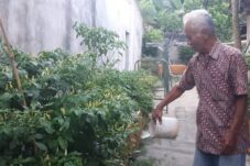 Dukung Ketahanan Pangan Keluarga, 50 RT Diminta Lakukan Gerakan Tanam Cabai