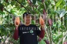 Kakao Berau Capai Harga Tertinggi, Disbun Dorong Petani Tingkatkan Produksi