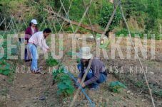 Siapkan Ekonomi Warga Pasca Tambang, PT Berau Coal Beri Program Budidaya Holtikultura
