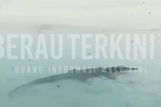 Viral Video Buaya di Biduk-Biduk, Camat: Jauh dari Objek Wisata Labuan Cermin