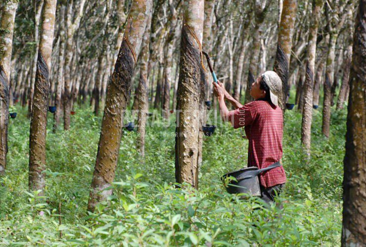 Dilema Kebun Karet Berau: Lahan Capai 4 Ribu Hektare, Tapi Harga Masih Jadi Momok Utama