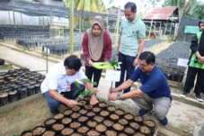 Tanam Bibit Pala Unggulan untuk Tingkatkan Produksi di Kaltim
