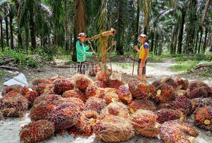 sawit, berau terkini
