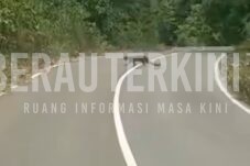 Keluarga Kucing Besar Terlihat Mendekati Permukiman di Batu Putih