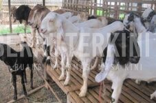DTPHP Berau Gencarkan Sosialisasi Penyakit Menular Zoonosis