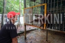 Rekomendasi Wisata Berau Cocok untuk Nikmati Libur Tahun Baru: Pulau Derawan – Sekolah Orangutan