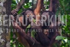 4 Tahap Pra Pelepasliaran Satwa Liar Sekolah Orang Utan di Merasa
