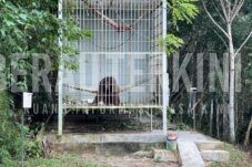 Klinik Orangutan di Tasuk yang Rehabilitasi 15 Individu, Butuh Dokter Spesialis