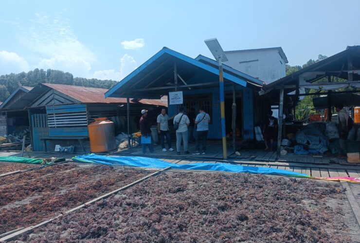 Ekspor 40 Ton Tiap Tiga Bulan, Budidaya Rumput Laut di Biatan Jadi Primadona Baru Ekonomi Berau