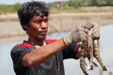 Diskan Berau Rutin Pantau Kesehatan Ikan dan Udang Air Tawar