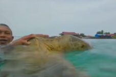 Wisatawan Tak Beretika Ganggu Penyu Hijau di Derawan