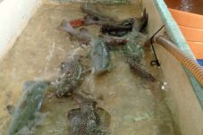 Ekspor Kerapu Hidup Berau Melesat, Capai 133 Ton di 2024