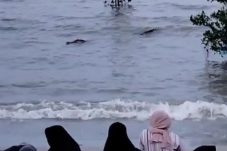 Buaya Muncul di Pantai Talisayan, Pengunjung Diimbau Waspada