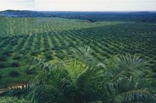 Dukung Ketahanan Pangan, Disbun Berau Siapkan 300 Hektar Kebun untuk Program Tumpang Sari
