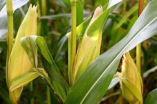 DTPHP Berau Ingatkan Agen Pupuk Subsidi untuk Patuhi HET