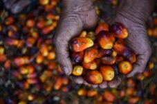 Harga TBS di Kaltim Naik Tipis, Sawit Umur di Atas 10 Tahun Rp3.224,53 per Kg