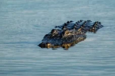 Tangan Diterkam Buaya, Warga Karang Ambun Dilarikan ke RSUD Abdul Rivai