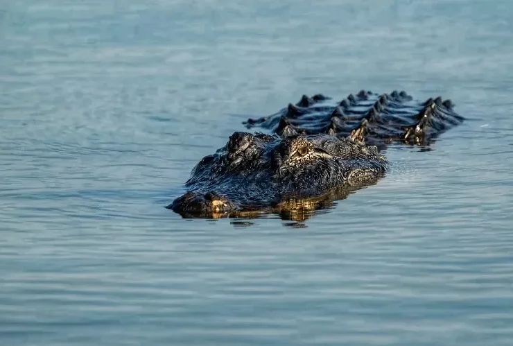 Tangan Diterkam Buaya, Warga Karang Ambun Dilarikan ke RSUD Abdul Rivai