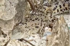 Buaya Muncul di Maratua, Prosedur Penanganan Bikin Warga Cemas