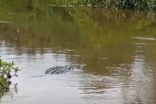 Buaya Besar Berkeliaran Teror Warga Melati Jaya, BPBD Berau Lakukan Mitigasi