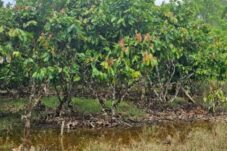 Direndam Banjir, Sentra Kakao Terancam Gagal Panen