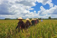 Pemkab Berau bangun jaringan irigasi untuk mendukung sektor pertanian di Kampung Melati Jaya, Kecamatan Biatan.