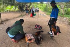 Pemusnahan lokasi sabung ayam di Gunung Tabur, Jumat (25/4/2025).