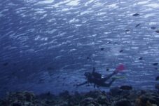 Potensi Barakuda Point, Disbudpar Berau Kembangkan Pulau Maratua Jadi Wisata Selam Eksklusif