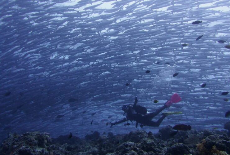 Soroti Aspek Keselamatan Wisata Selam, Dinkes Berau Dorong Pelatihan K3 dan BHD bagi Dive Master