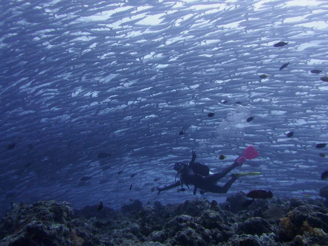 Potensi Barakuda Point, Disbudpar Berau Kembangkan Pulau Maratua Jadi Wisata Selam Eksklusif