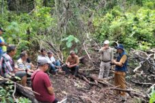 Hama Menjalar di Giring-Giring, DTPHP Gerak Cepat Penanganan Ulat Grayak