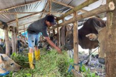 Pedagang hewan kurban di Jalan HM Isa III sedang memberikan makan sapi yang dijualnya, Senin (12/5/2025). (Sulaiman/BT)