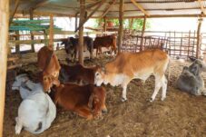 Puluhan Sapi dan Kambing Diduga Masuk Berau Tanpa Dokumen Resmi, DTPHP dan Balai Karantina: Laporkan ke Penegak Hukum