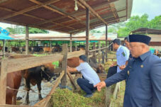 Sidak RPH dan Lapak Pedagang, Gamalis Pastikan Kesehatan Hewan Kurban