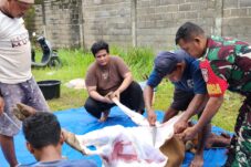 Semangat Berkurban dan Berbagi, PWI Berau Potong Lima Ekor Sapi